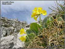 Primula auricola -2-